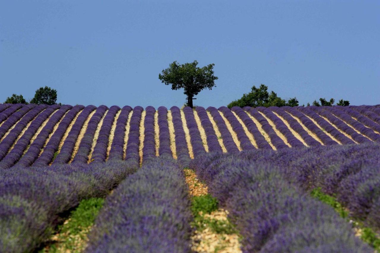 Clos Des Lavandes - Chambres Et Suites De Charme Climatisees-Luberon Lacoste  Exteriör bild